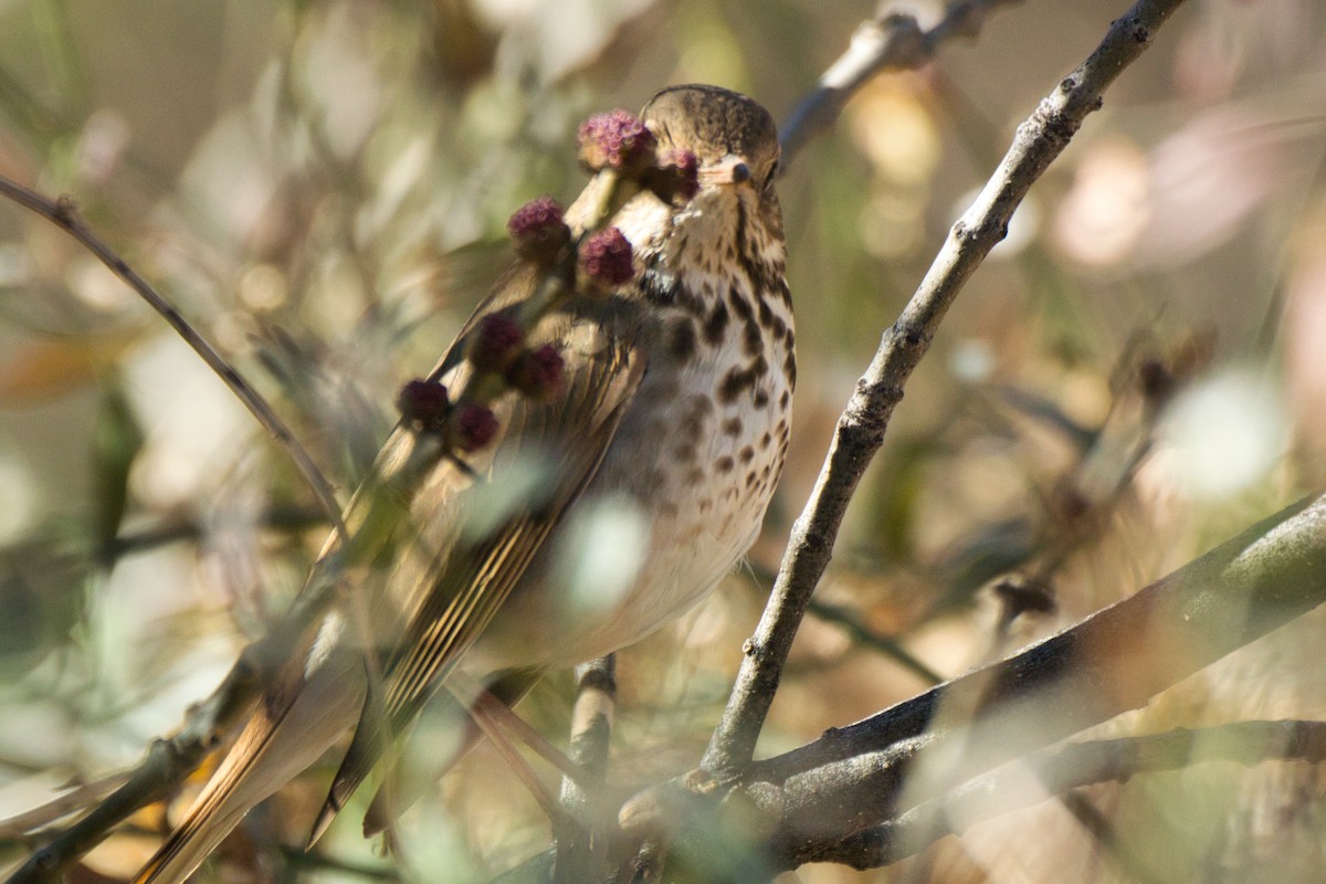 Hermit Thrush - ML306523251