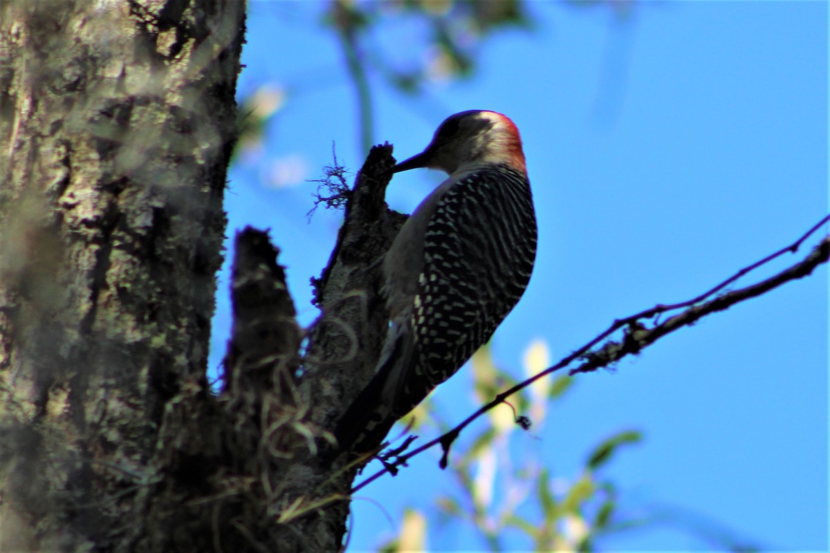 Red-bellied Woodpecker - ML306523331