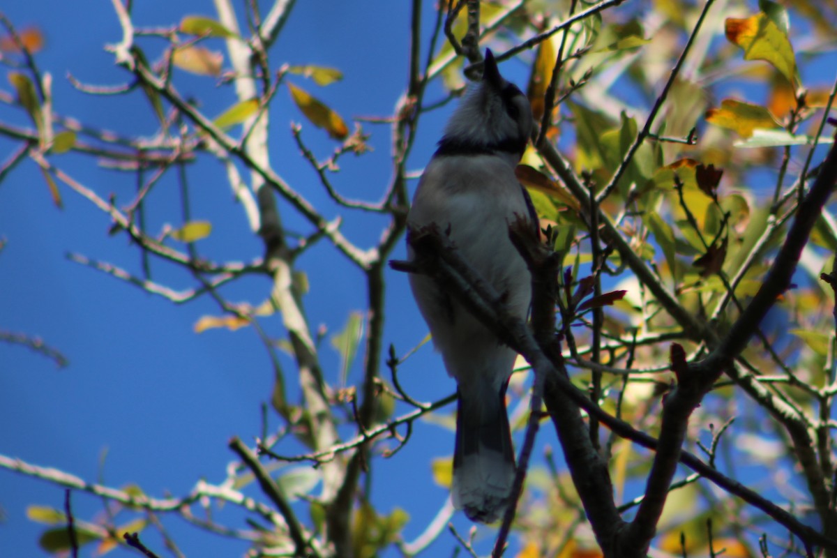 Blue Jay - ML306523391