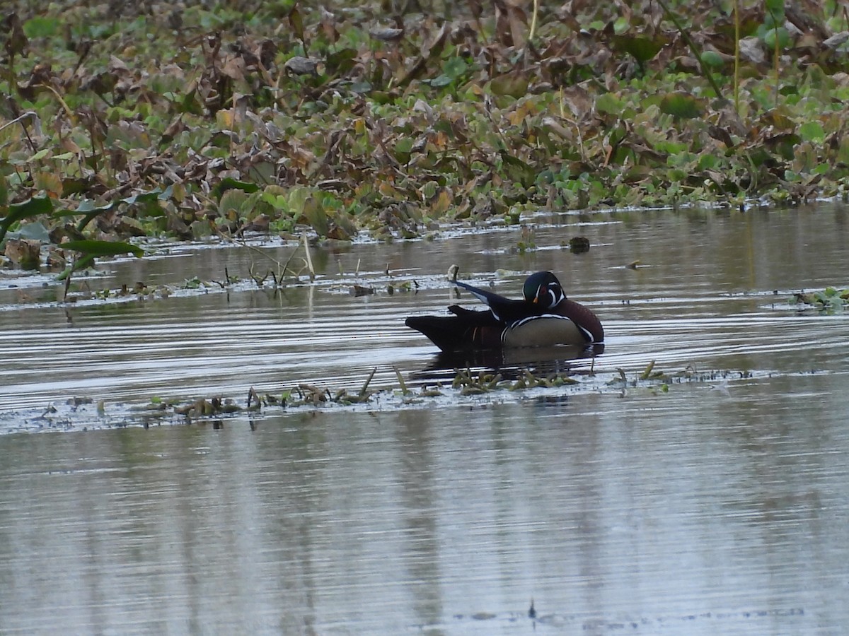 Wood Duck - ML306524361