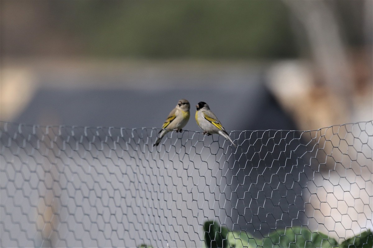 Lawrence's Goldfinch - ML306526301