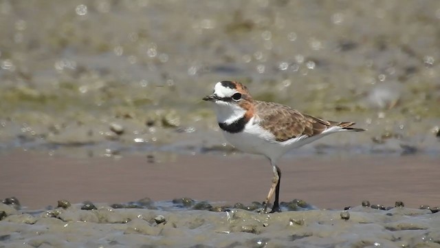 Collared Plover - ML306526691