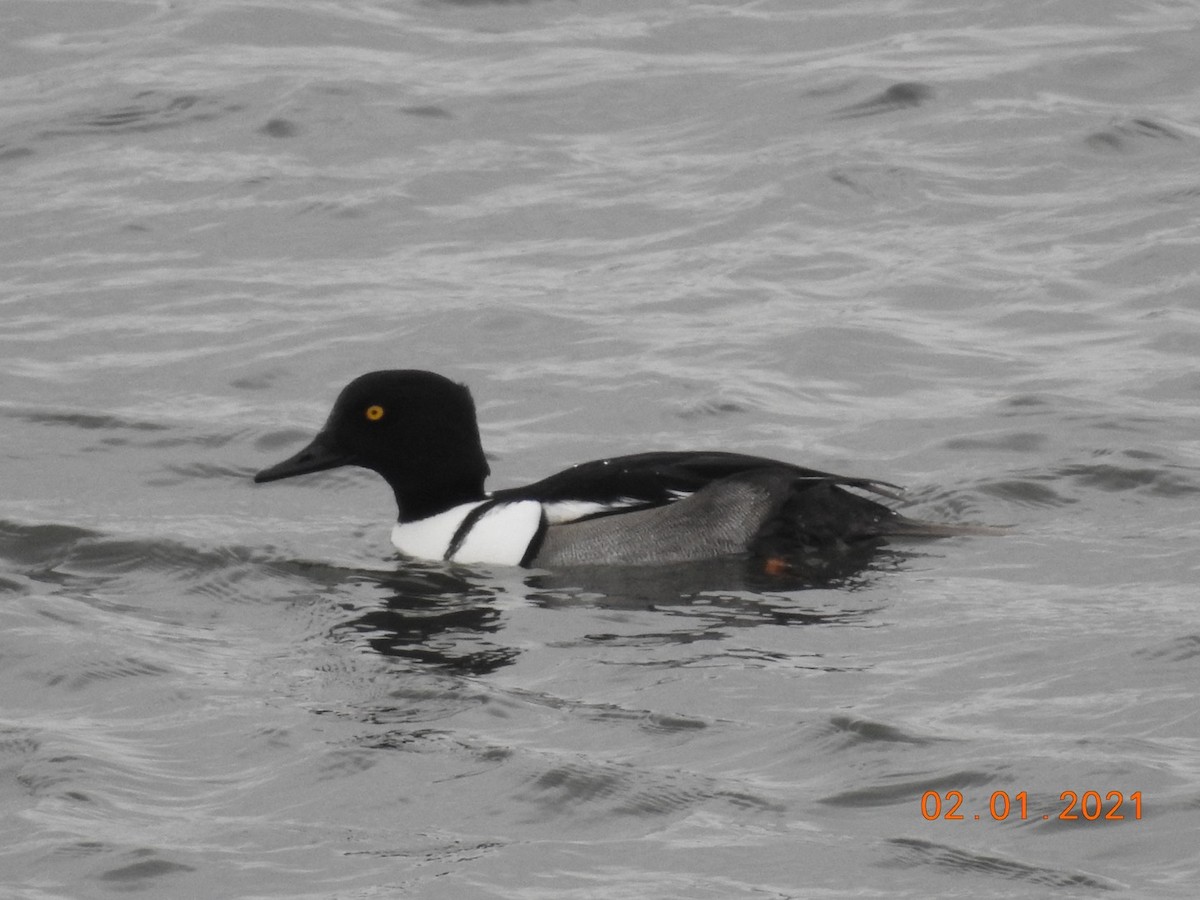 Common Goldeneye x Hooded Merganser (hybrid) - eric elvert