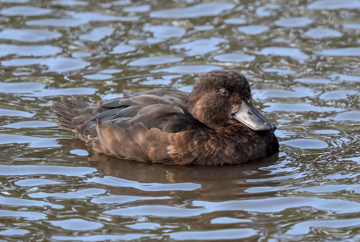 New Zealand Scaup - ML306533281