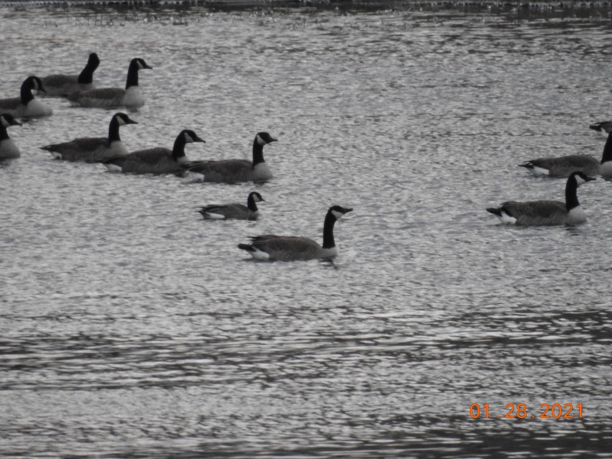 Branta kanadar txikia - ML306533931