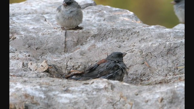 Dark-eyed Junco (Gray-headed) - ML306534261