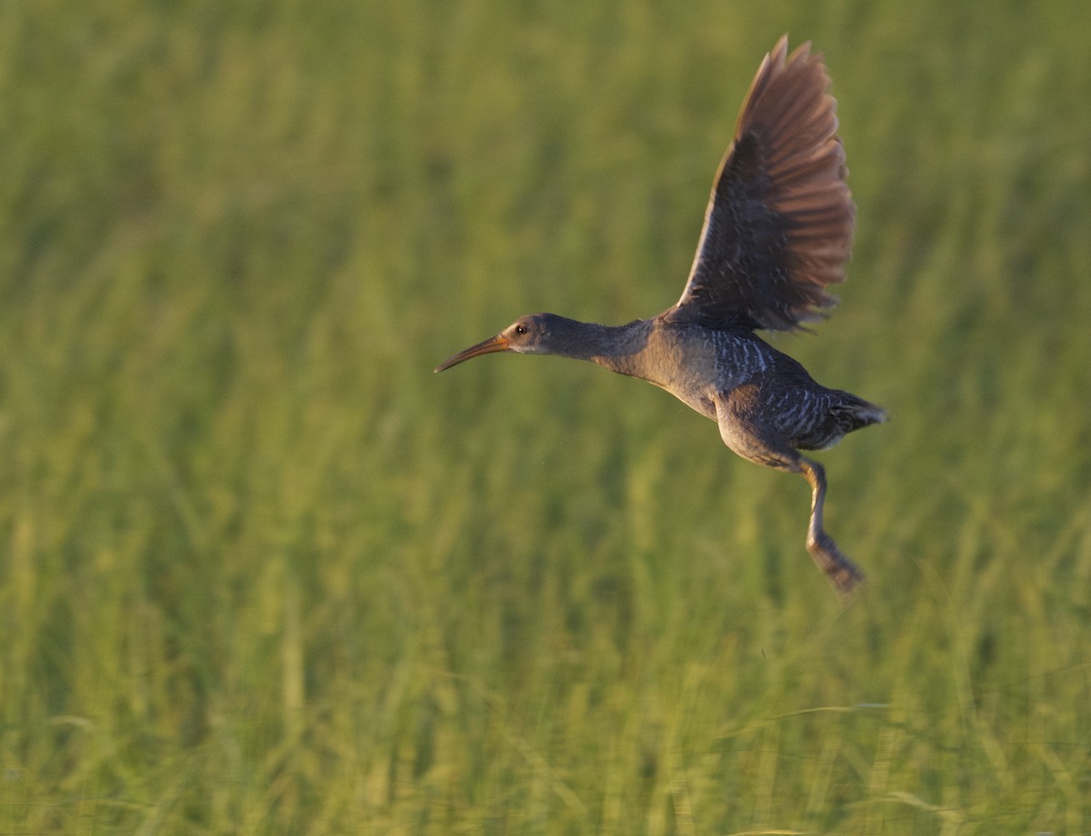 Clapper Rail - ML30653431