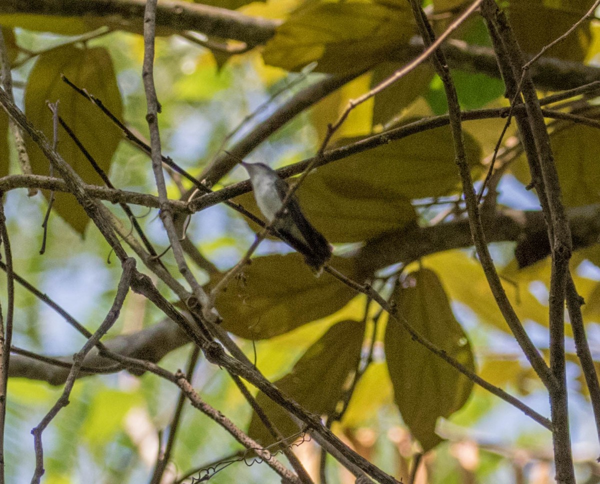 White-bellied Emerald - ML306534491