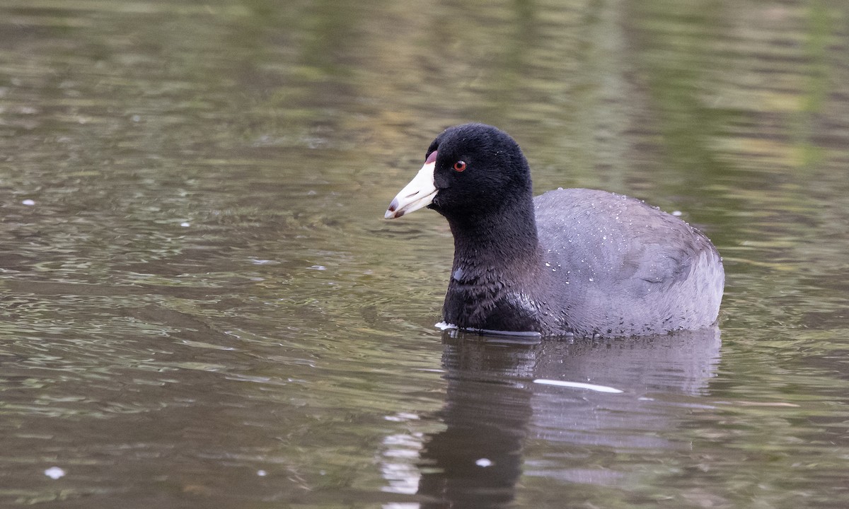 American Coot (Red-shielded) - Paul Fenwick