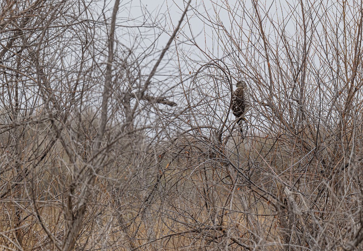 Cooper's Hawk - ML306534961