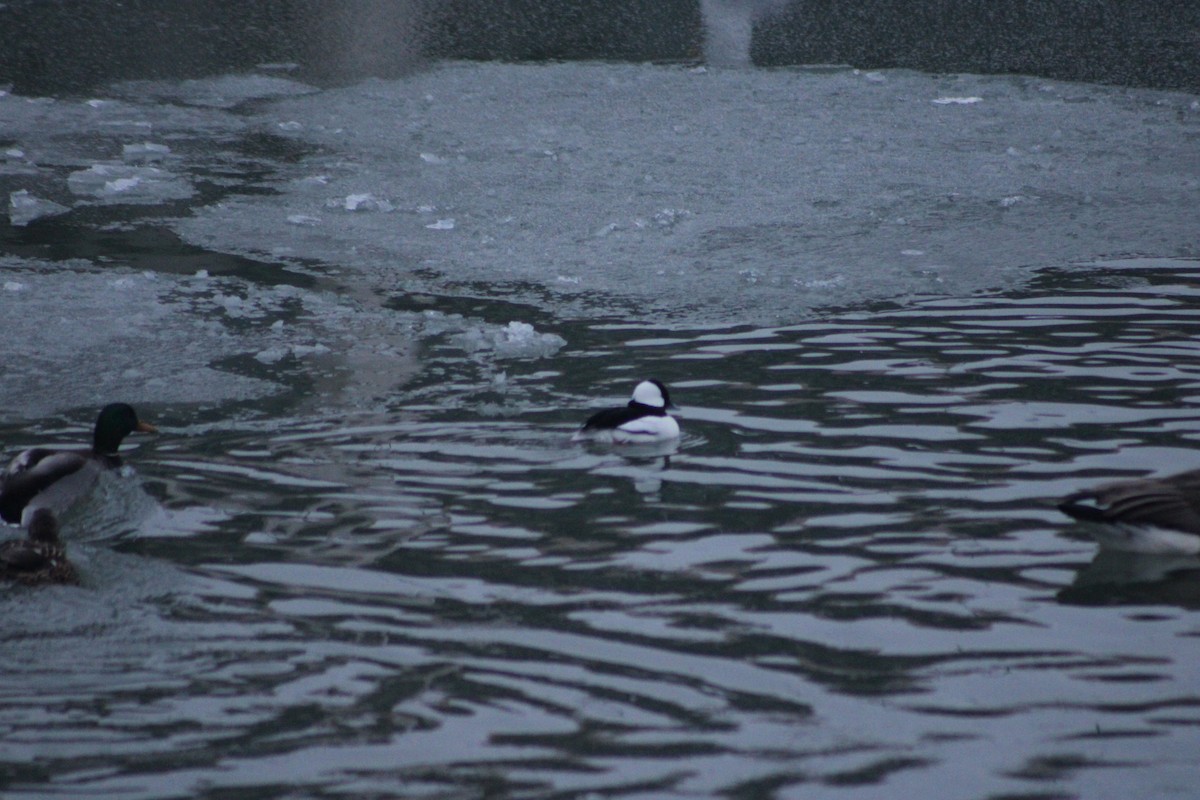 Bufflehead - ML306535081