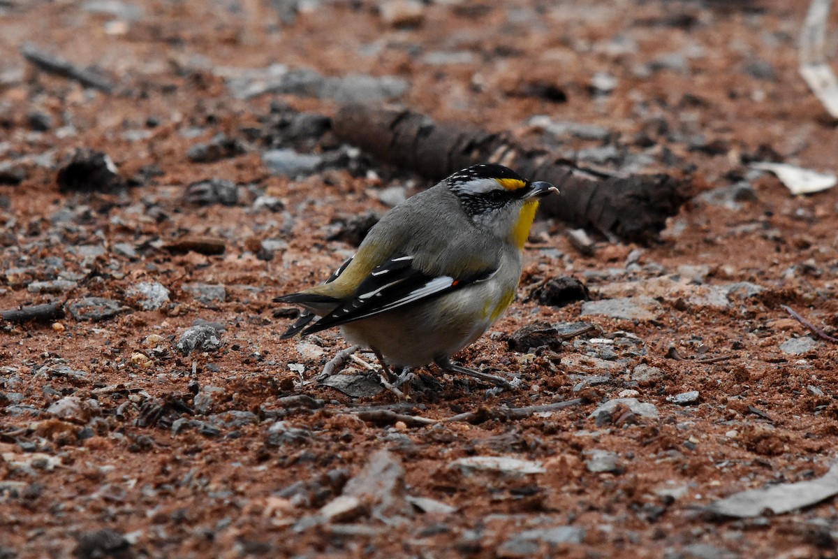 Striated Pardalote - ML30653541