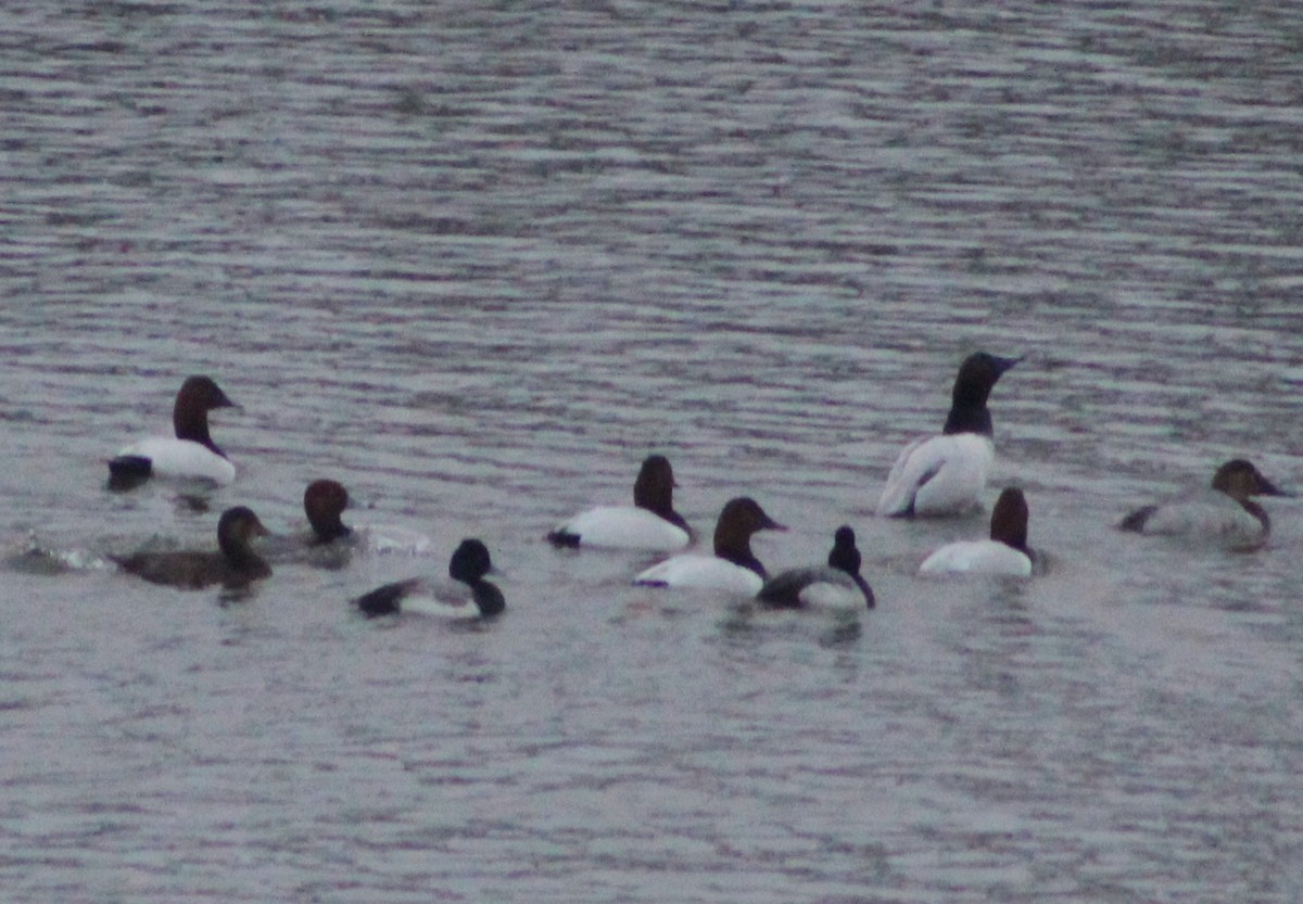 Canvasback - ML306536091