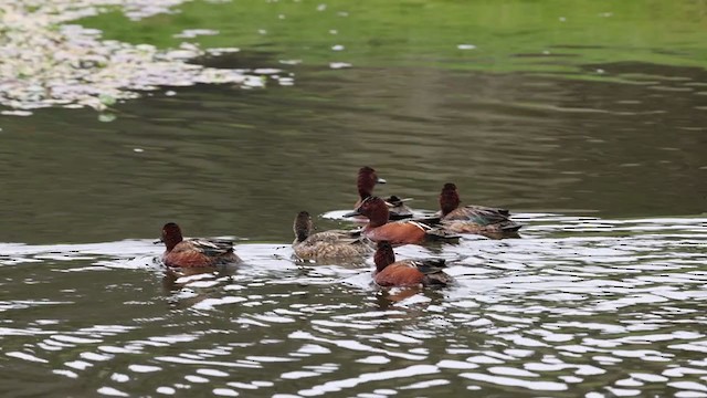 Sarcelle cannelle - ML306536681