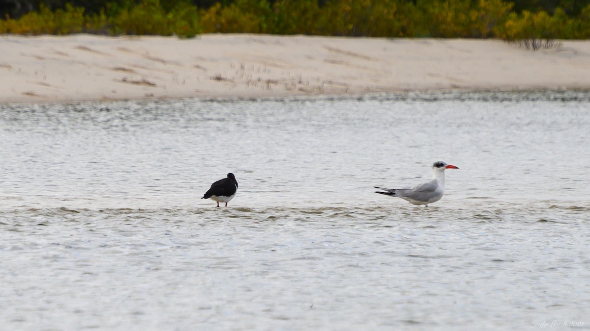 Caspian Tern - ML306536751