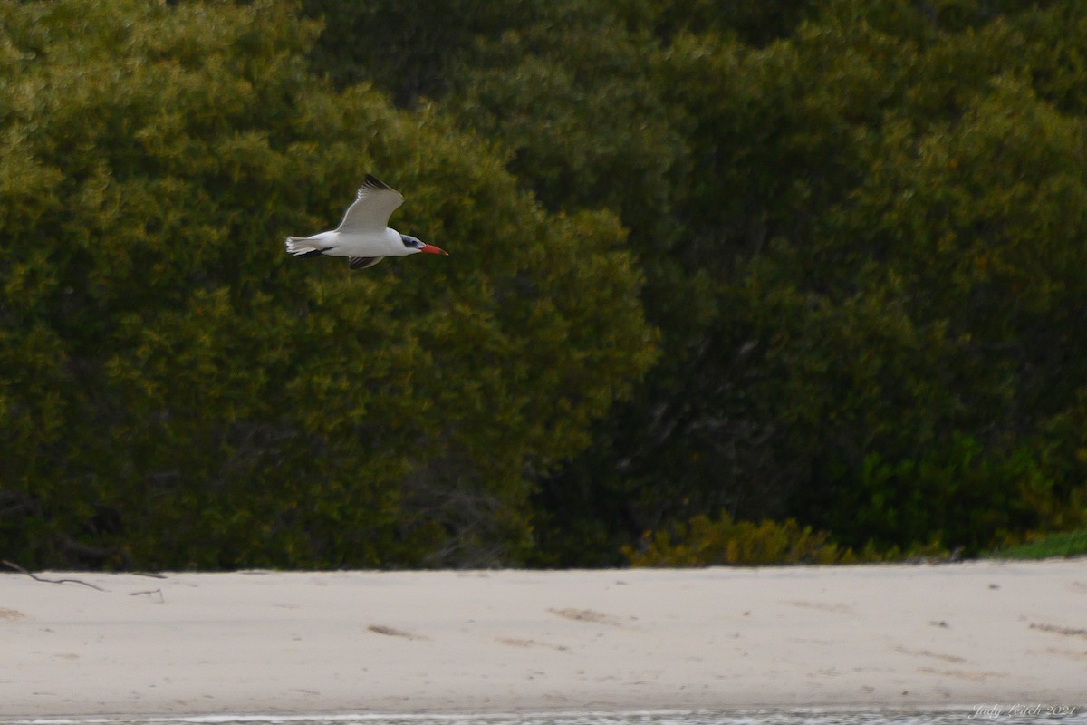 Caspian Tern - ML306536761