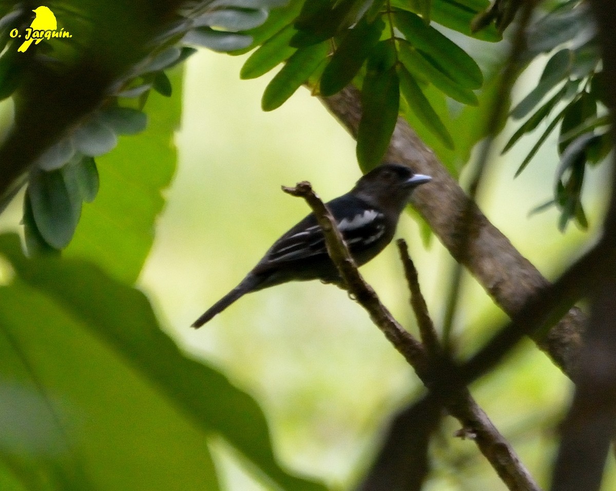 White-winged Becard - ML30653691