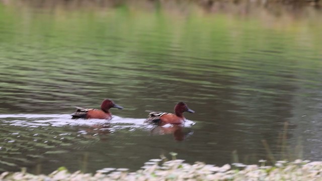 Sarcelle cannelle - ML306537091