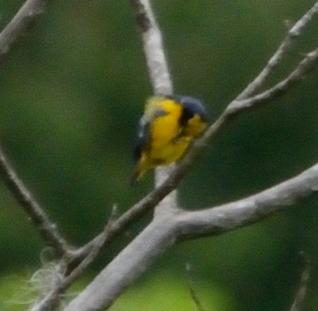 Yellow-crowned Euphonia - ML30653721