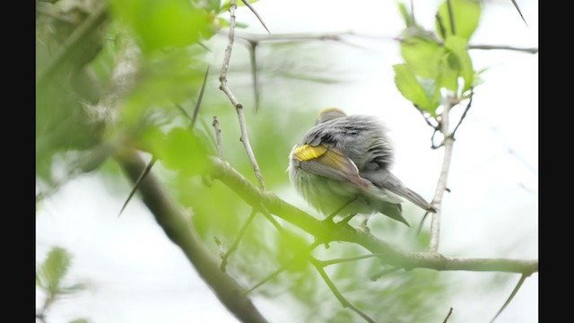 Golden-winged Warbler - ML306538091