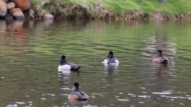 Fuligule à collier - ML306538111