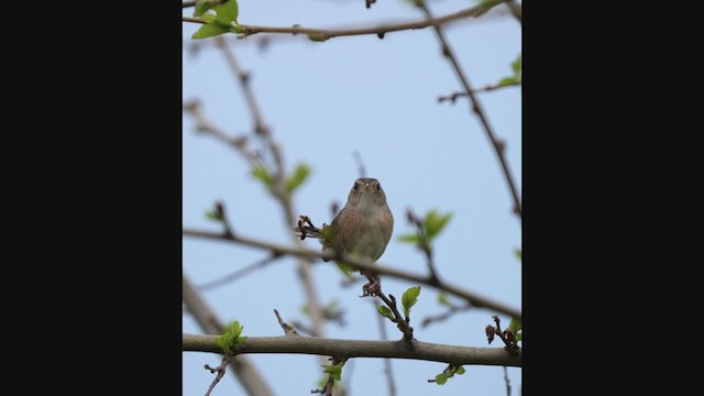 Sedge Wren - ML306538381