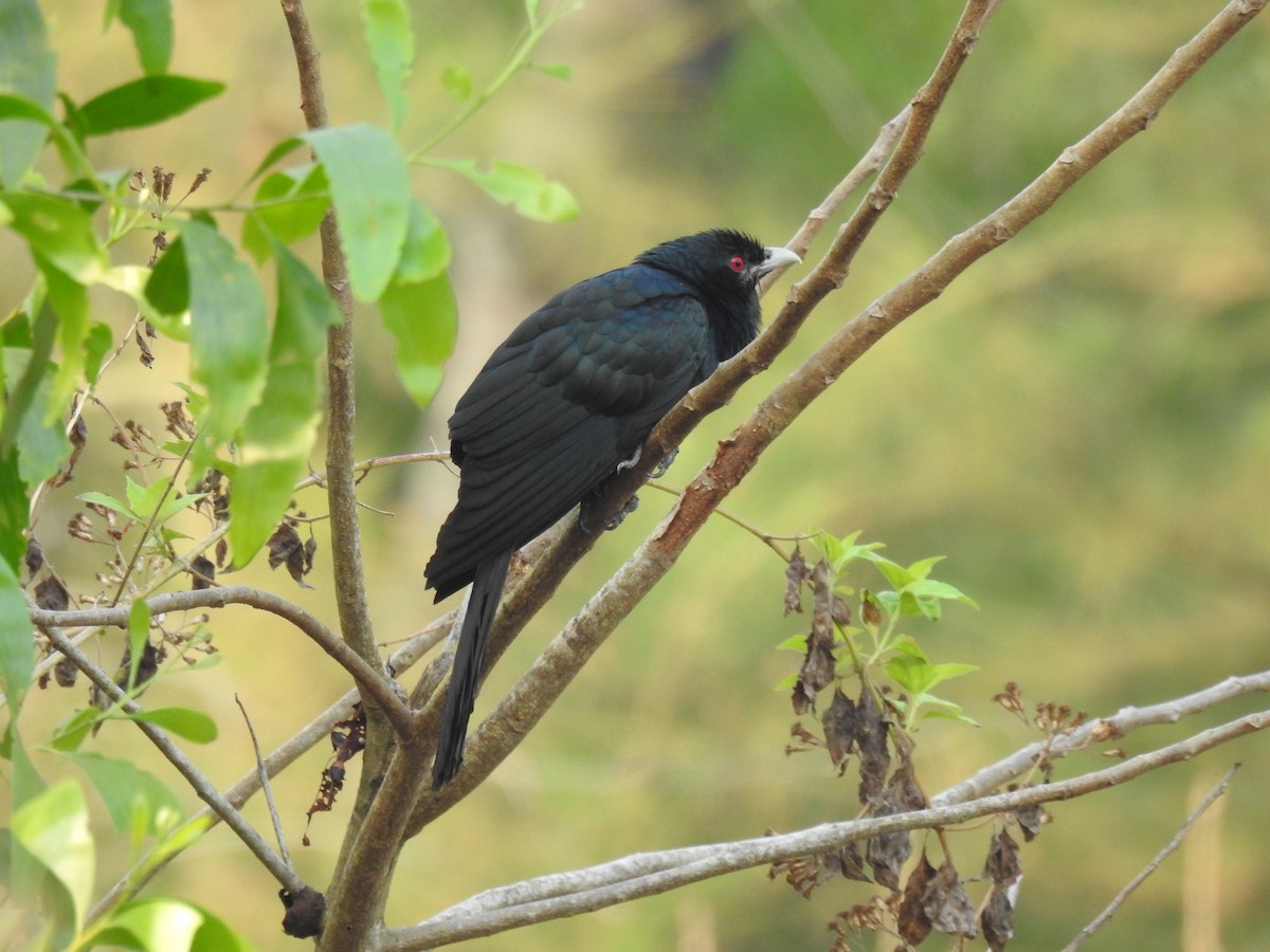 Asian Koel - ML306538761