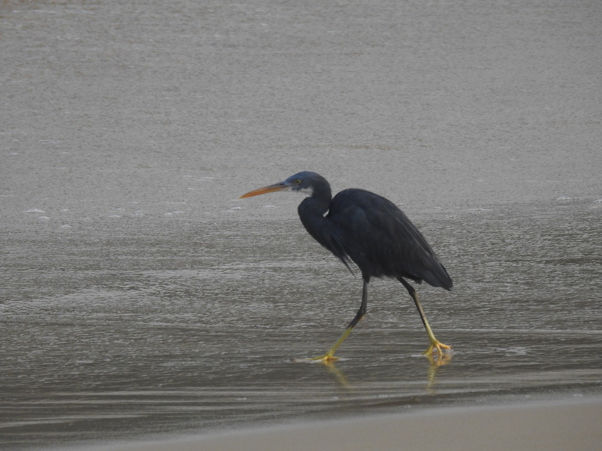 Western Reef-Heron - ML306538821