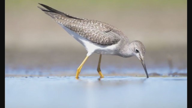 Lesser Yellowlegs - ML306538851