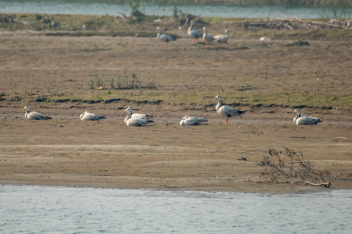 Bar-headed Goose - ML306540151