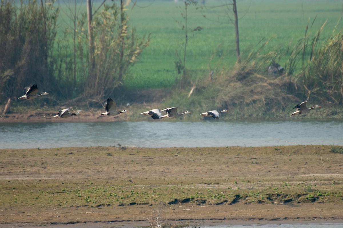 Bar-headed Goose - ML306540261