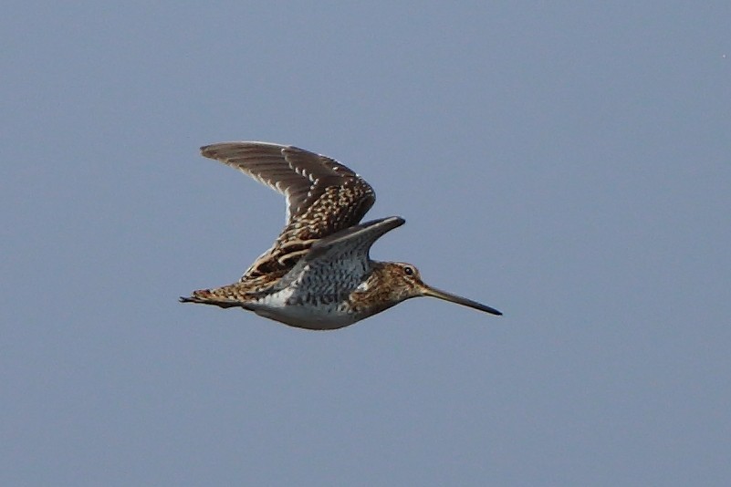 Common Snipe - ML306540701