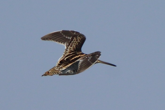 Common Snipe - ML306540711