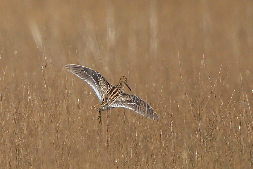 Common Snipe - ML306540731