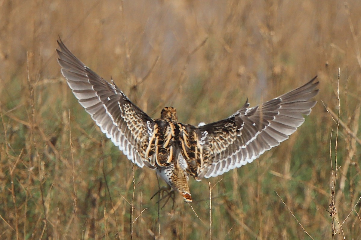 Common Snipe - ML306540741