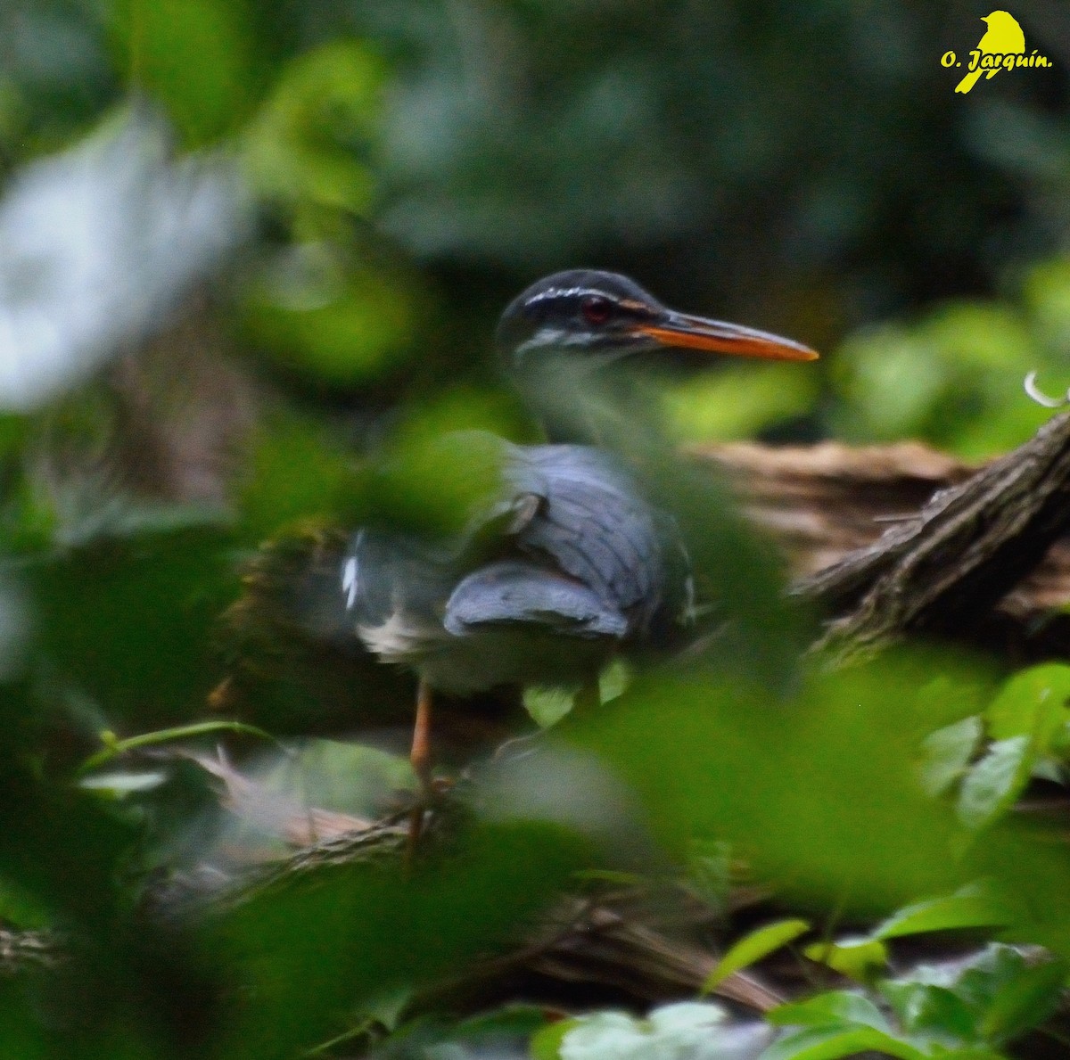 Sunbittern - Orlando Jarquín