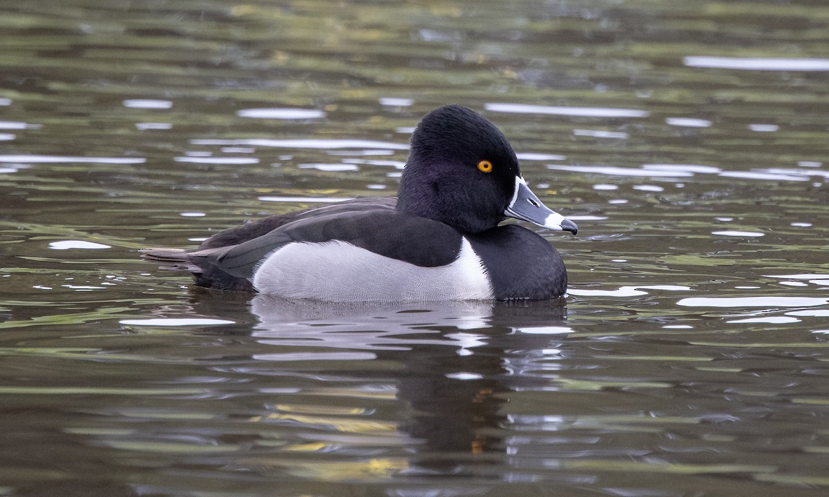 Ring-necked Duck - ML306541181