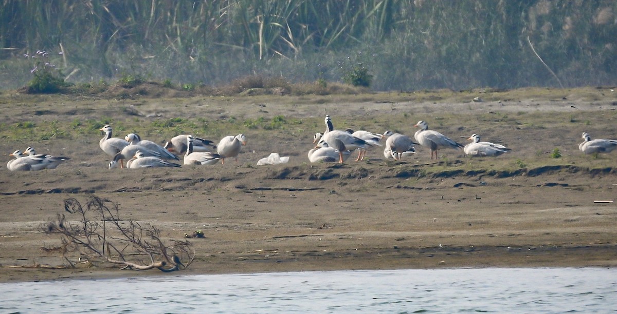 Bar-headed Goose - ML306541451