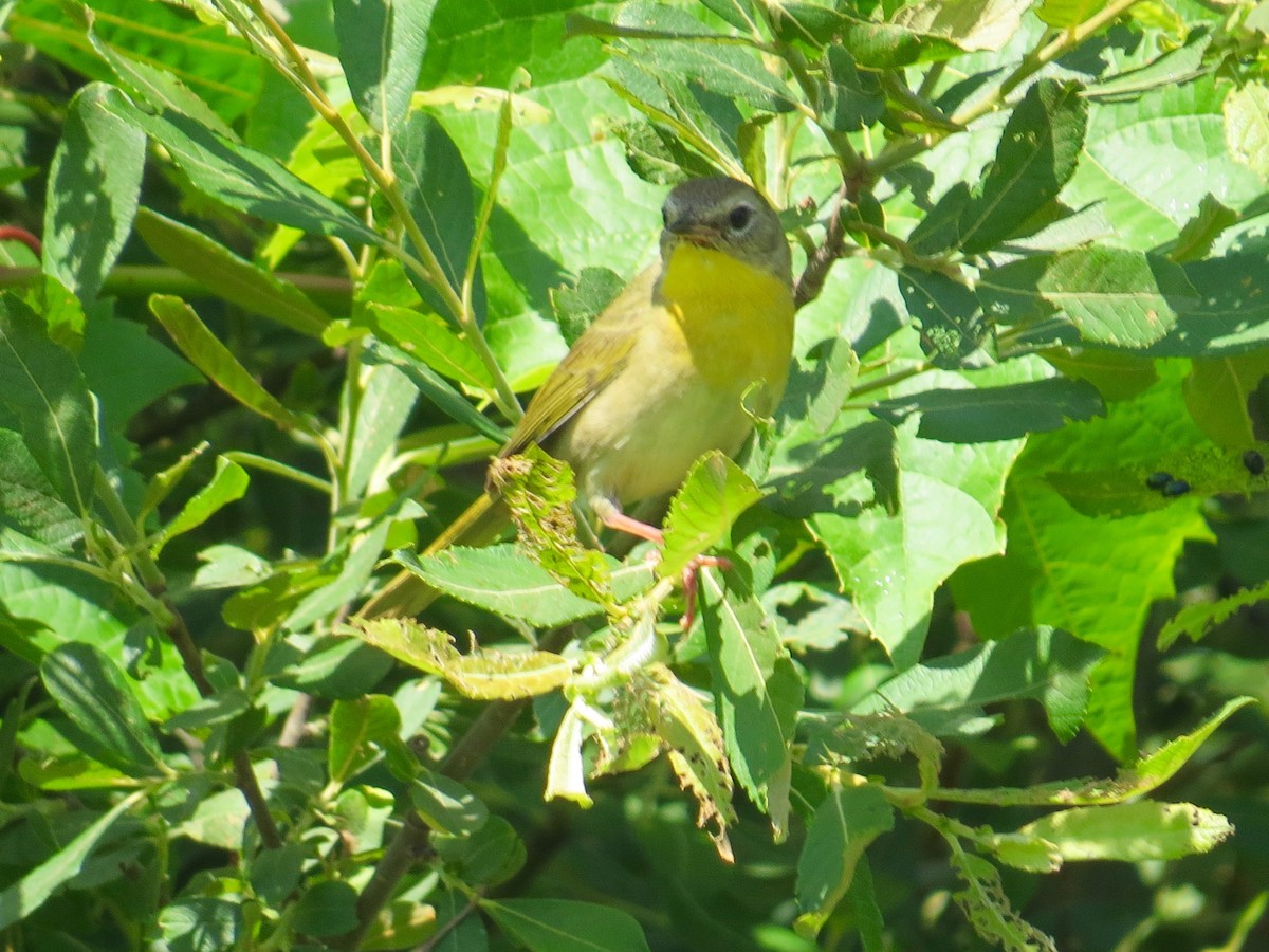 Common Yellowthroat - ML30654161