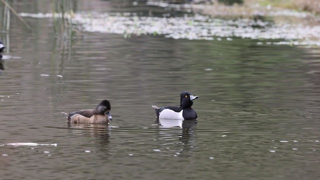 Fuligule à collier - ML306543711