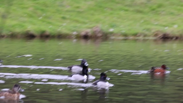 Fuligule à collier - ML306544091