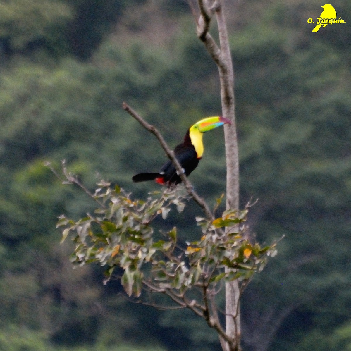 Keel-billed Toucan - ML30654661