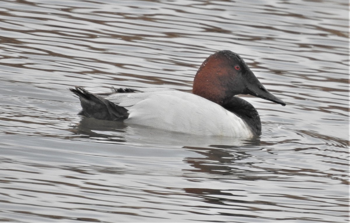 Canvasback - Paul McKenzie