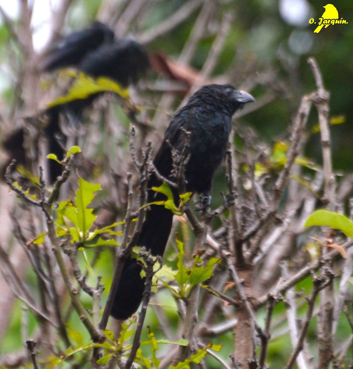 Groove-billed Ani - ML30654711