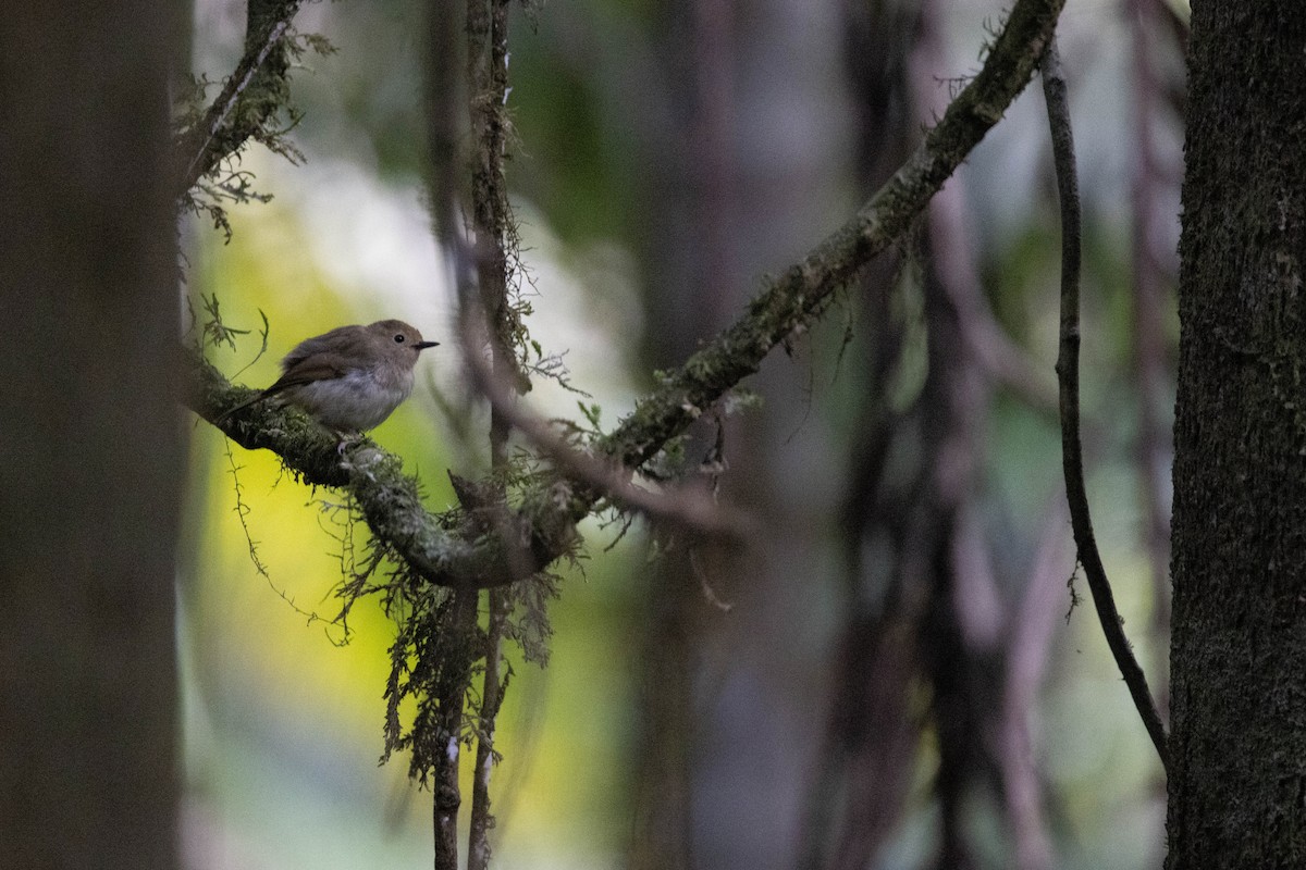 Large-billed Scrubwren - ML306547921