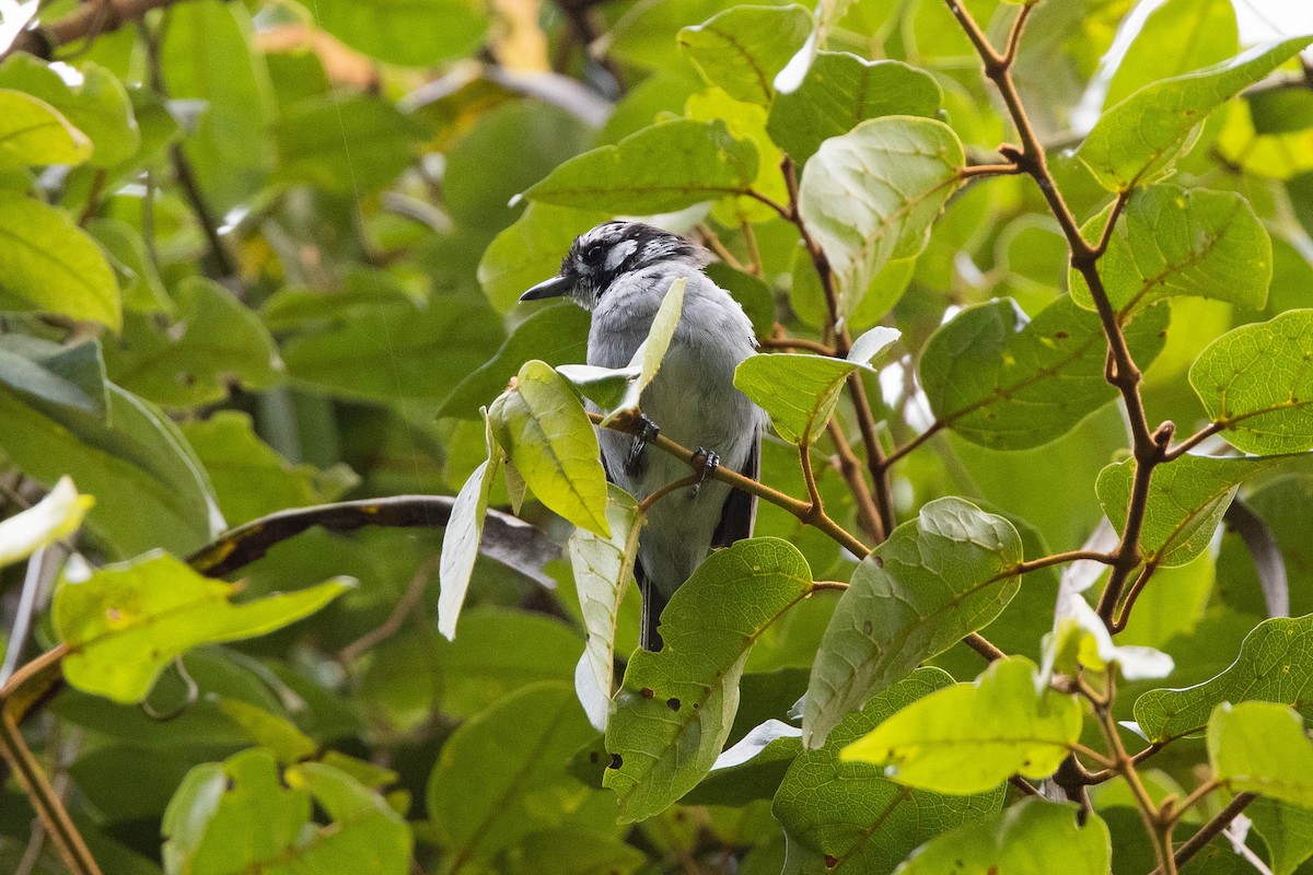 White-eared Monarch - ML306547961