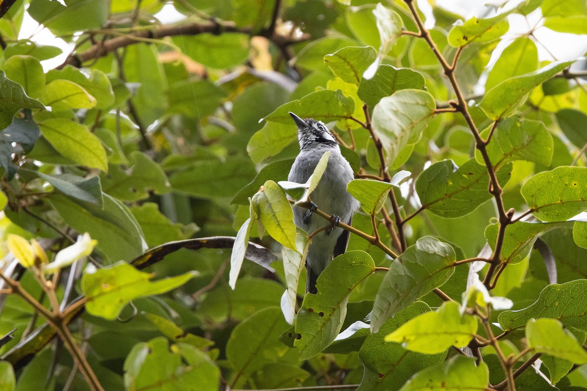 White-eared Monarch - ML306547971