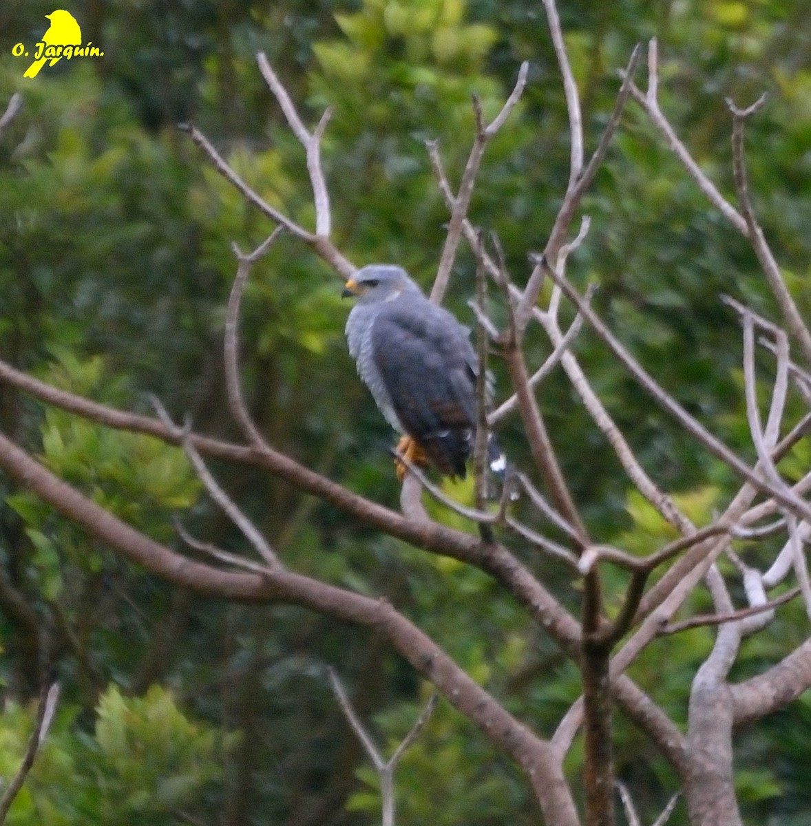 Gray Hawk - ML30654961