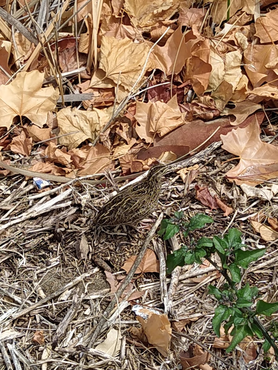 Stubble Quail - ML306550101