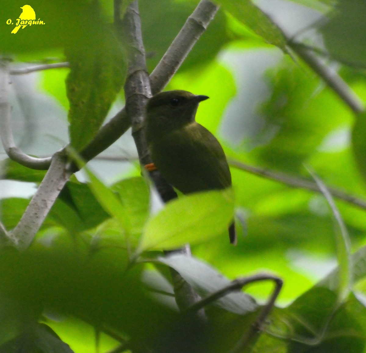 White-collared Manakin - ML30655331